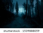 Dark  Foggy  Mysterious Forest. ...