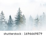 Fog Over Spruce Forest Trees At ...