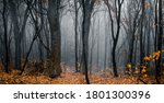 Beautiful Forest On A Foggy...