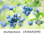 Blueberries   Sweet  Healthy...