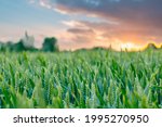 The unripe green wheat field under summer sunset sky with clouds. Focus on the foreground. Shallow depth of field.