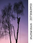 Small photo of silhouette of professional feller or lumberjack arborist on ropes in evening between trees cutting down tree branches, autumn garden clearing works, wood harvesting