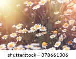 Daisy flower - wild chamomile