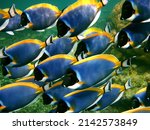 Powder Blue Surgeonfish  ...