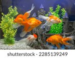 Goldfish in the aquarium water...