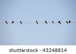 Flock Of Birds On Wires In...