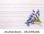 Background with fresh  blue muscaries flowers on white painted wooden planks. Selective focus. Place for text.