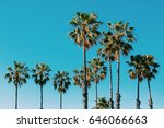 Palm Trees At Santa Monica...