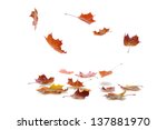 autumn  maple leaves falling  on white background  with shadow