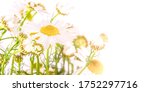 the chamomile in white sun... | Shutterstock . vector #1752297716
