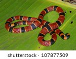 Coral Snake In The Rainforest...