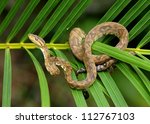 Snake In A Rainforest   Tree...
