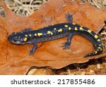  Spotted Salamander  Ambystoma...