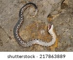 Small photo of Eastern Hognose Snake, Heterodon nasicus - death feigning (faking death as defense mechanism)