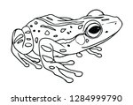 realistic frog line drawing... | Shutterstock .eps vector #1284999790