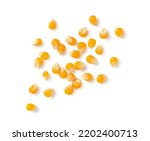 Dried corn kernels placed on a white background. Corn for popcorn. View from above.