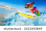 Jack Russell Dog Surfing On A...