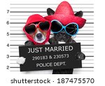 two dogs just married and together in a mugshot picture