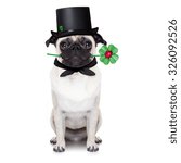 Small photo of pug dog as chimney sweeper with four leaf clover isolated on white background