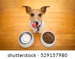 Hungry  Jack Russell  Dog...