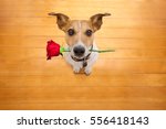  Jack Russell Dog In Love On...