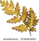 Abstract Of Selaginella...