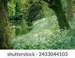Small photo of Anthriscus sylvestris (cow parsley, wild chervil, wild beaked parsley, Queen Anne's lace or keck, mother-die) on a sunny summer day in a park
