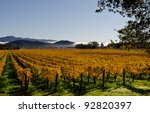 Vineyards In Napa Valley In Fall