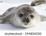 Weddell Seal Pups On The Ice Of ...