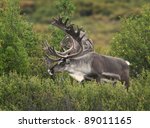 Caribou Bulls  Rangifer...