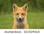 Red Fox Kit Head Portrait  Pei  ...