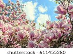 Magnolia Pink Blossom Tree...