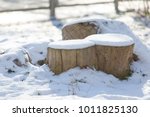 Tree Stump In Winter And Snow
