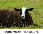 Balwen Welsh Mountain Sheep A...