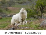 Welsh Mountain Sheep Ewe Keeps...