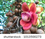 Cannon Ball Tree or Couroupita guianensis Aubl is Wood Originated in South America and herb using as a medicine to heal wounds, drugs used to treat dermatitis, blisters, syphilis, gonorrhea, etc.