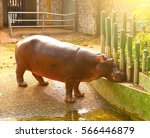 Hipopotamus Hipo In Ho Chi Mihn ...