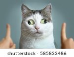 funny cat at ophtalmologist appointmet squinting following doctor fingers