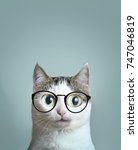 Small photo of close up art portrait funny meme of blue eyed cat in short sight myopia correction glasses eyewear