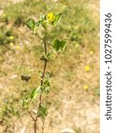 Small photo of Black medick, nonesuch, or hop clover, Medicago lupulina, growing in Galicia, Spain