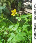 Small photo of Wood avens, herb Bennet or colewort, Geum urbanum, growing in Galicia, Spain