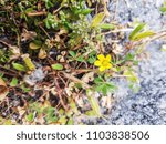 Small photo of Creeping woodsorrel or procumbent yellow-sorrel, Oxalis corniculata, growing in Galicia, Spain