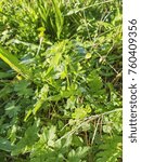 Small photo of Black medick, nonesuch, or hop clover, Medicago lupulina, growing in Galicia, Spain
