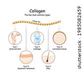 collagen fibers. the five most... | Shutterstock .eps vector #1985082659