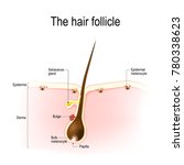 anatomy of the hair follicle.... | Shutterstock . vector #780338623