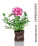 Small photo of Bright pink curly petunia. Seedling with soil clod and roots isolated on white background