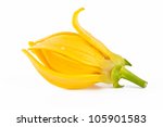 ylang ylang flower on white... | Shutterstock . vector #105901583
