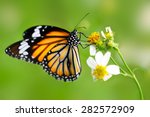 Closeup Butterfly On Flower ...