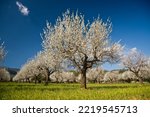 Field of blossoming almonds, Prunus dulcis. S' Esglaieta Majorca. Balearic Islands. spain