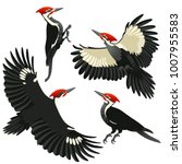 pileated woodpecker cartoon